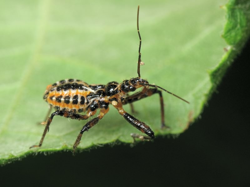 Rhynocoris iracundus (Poda, 1761)